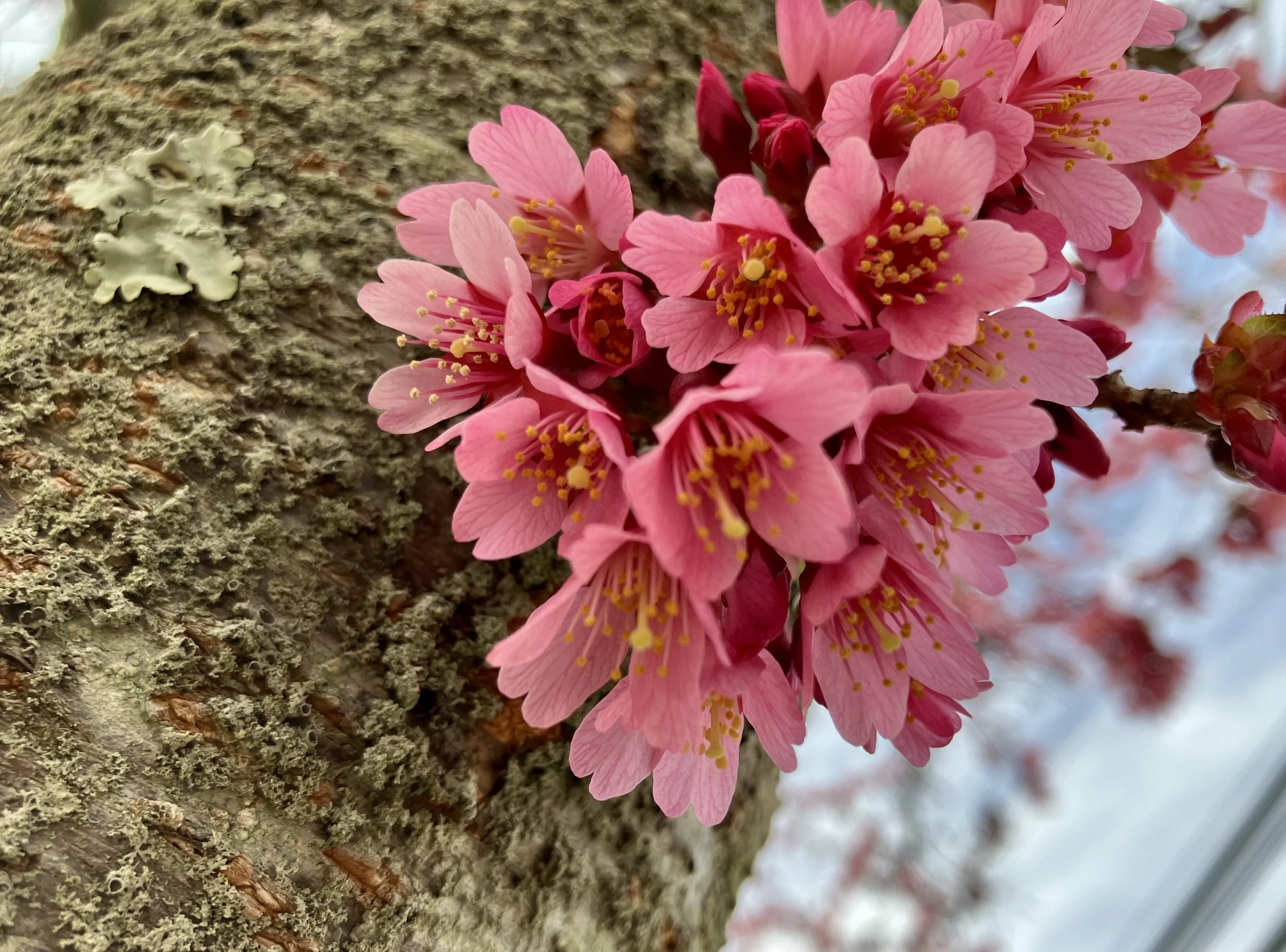 Okame Cherry – The Early Cherry Blossom — Newport Tree Conservancy